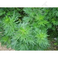 Essential artemisia oil, antihistaminic for itching and sweet itch